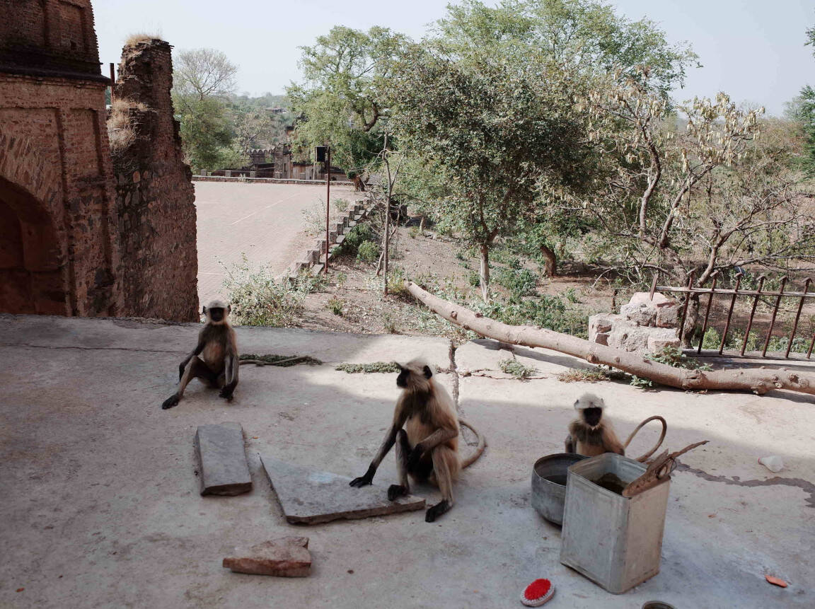 Orchha: three monkeys