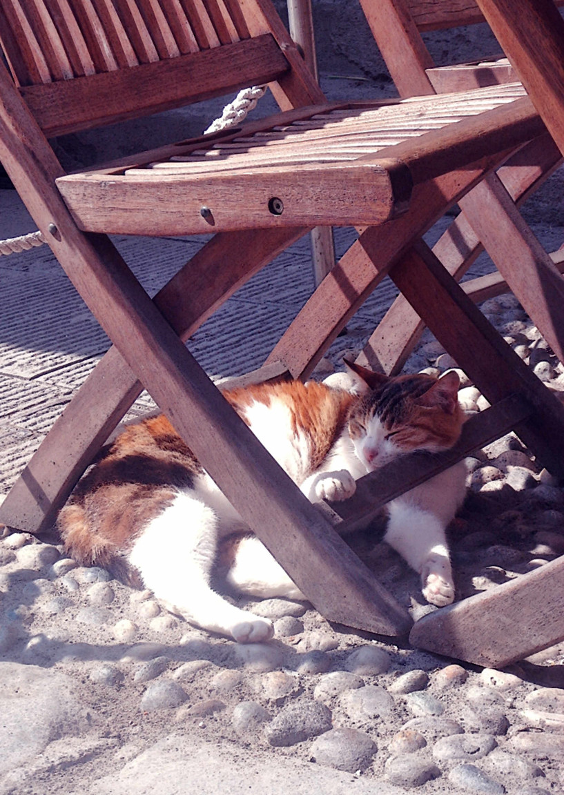 Cinque Terre: gatto