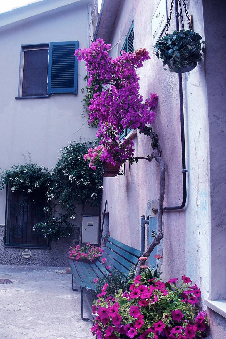 Cinque Terre: flowers
