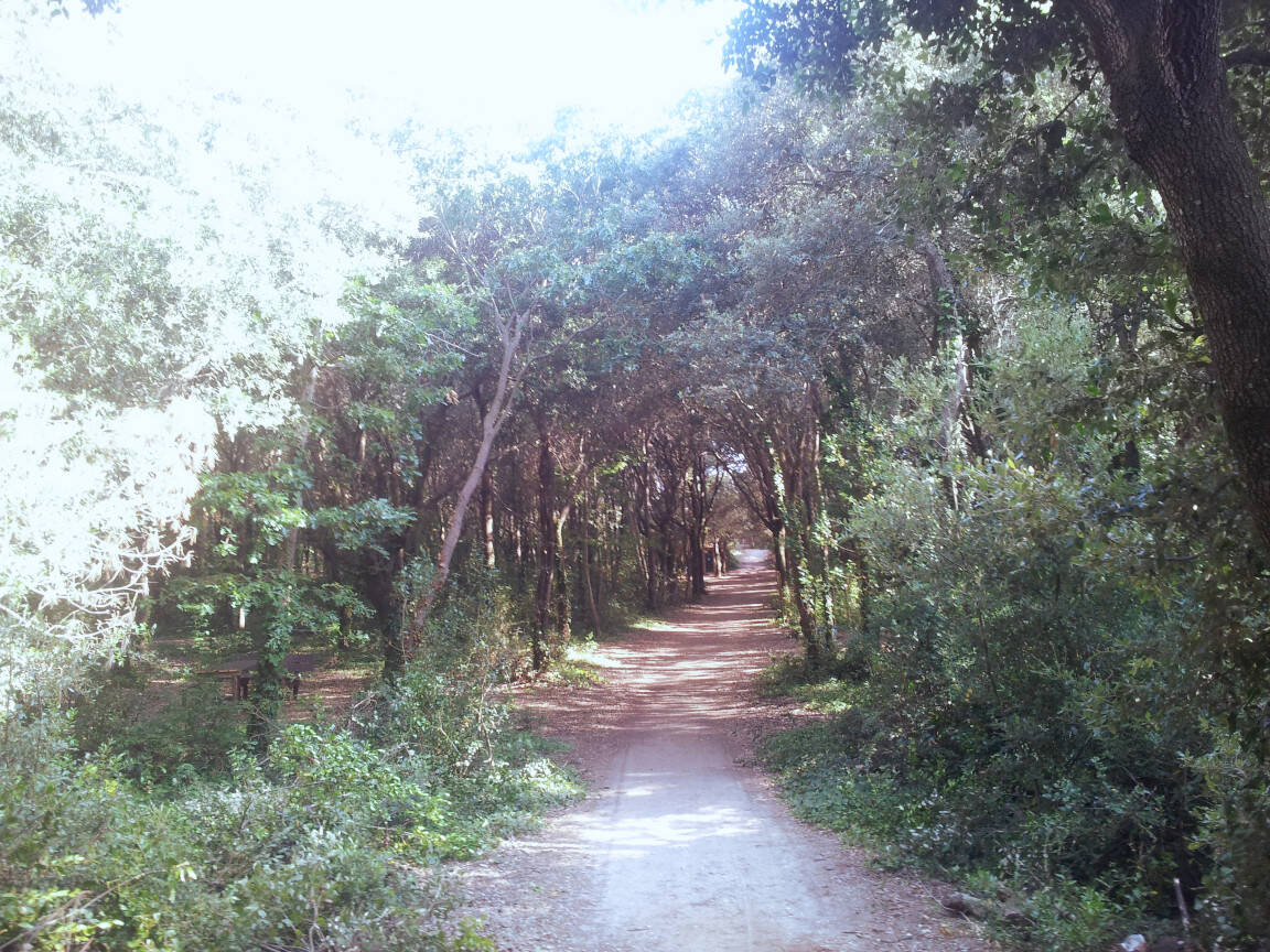 Tuscany: pine grove in Viareggio