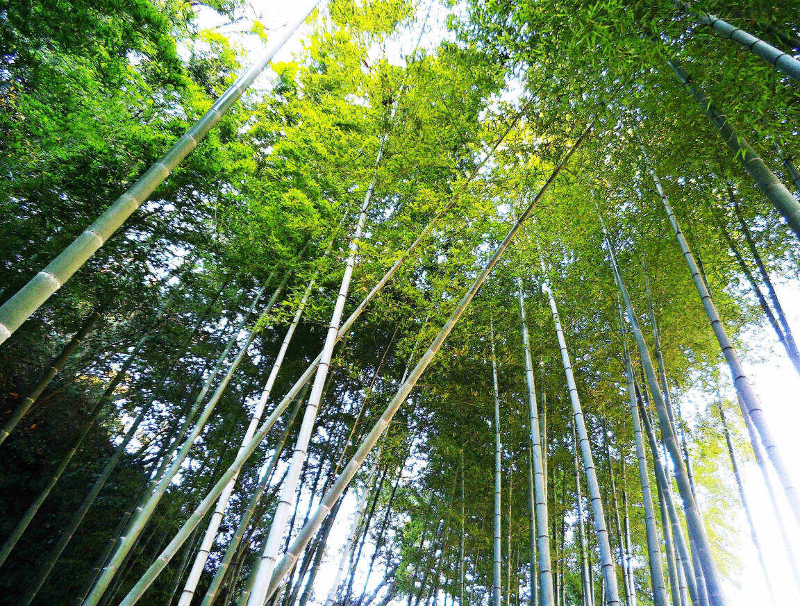 Kamakura: Foresta di Bambù