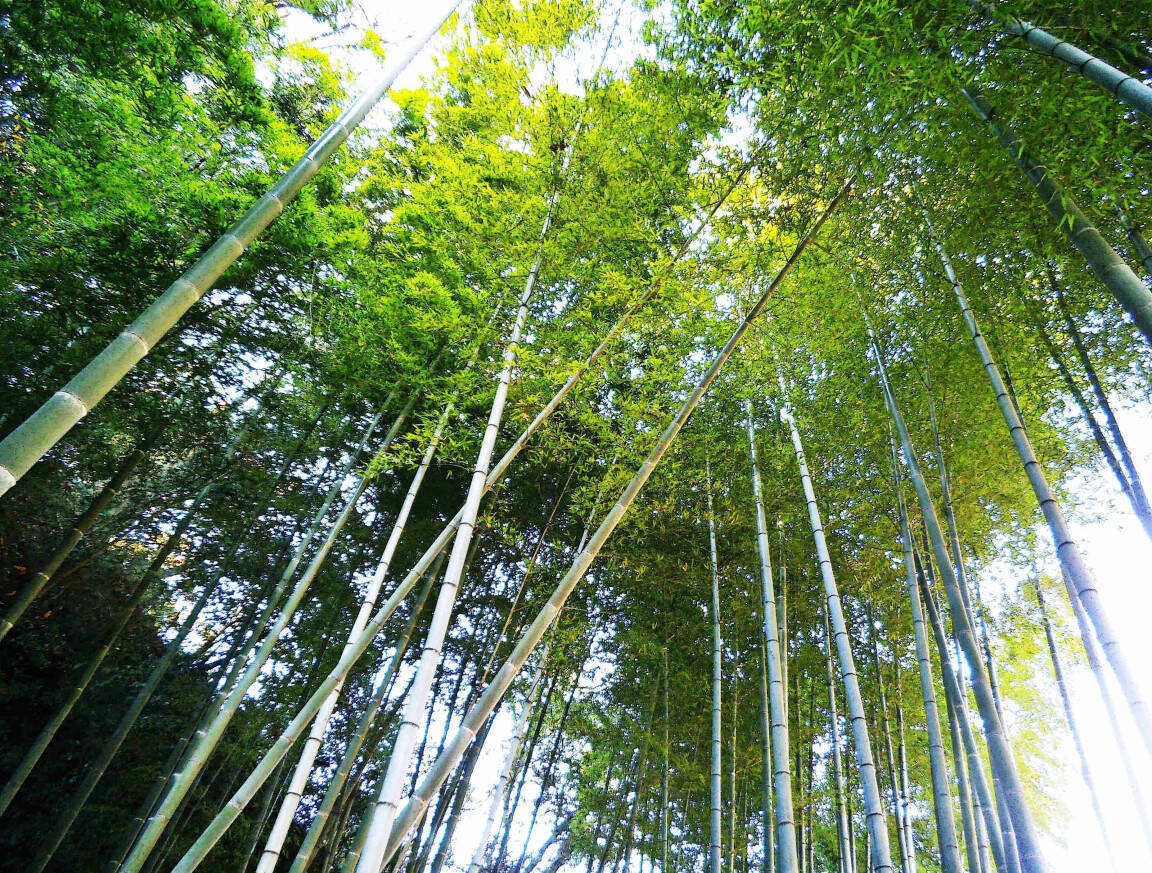 Kamakura featured photo