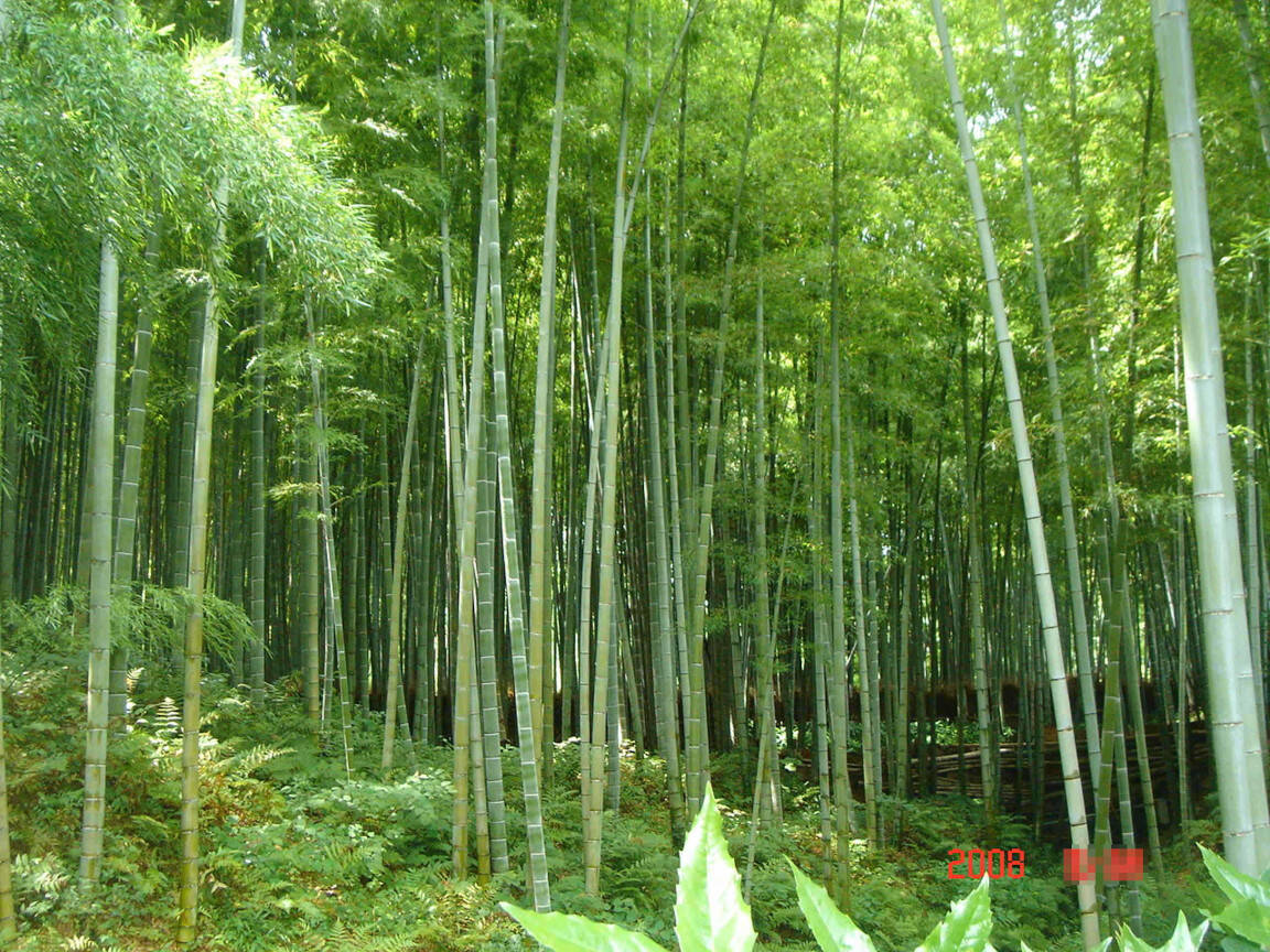 Kyoto: Arashiyama