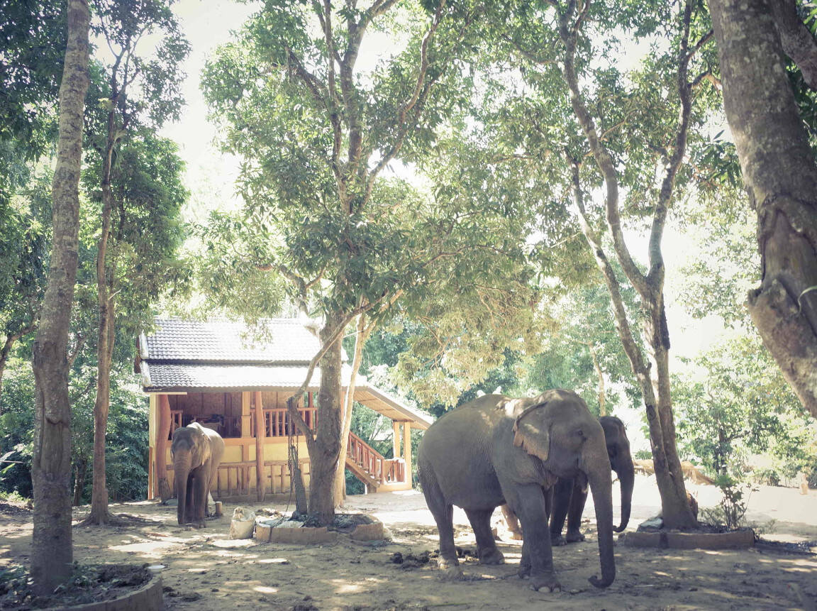 Elephants along our route