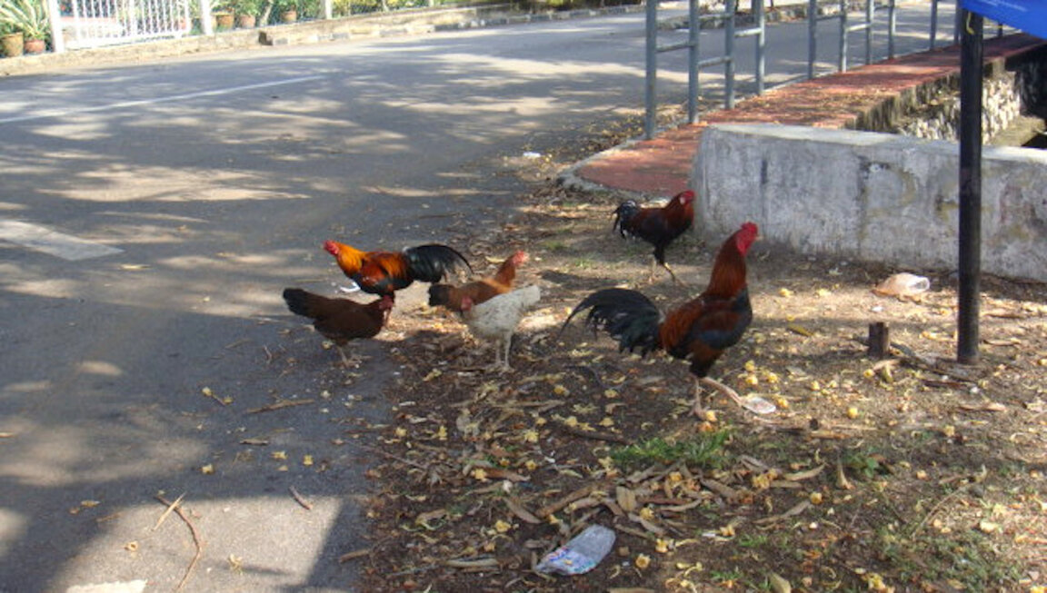 Strada vicino a Malacca