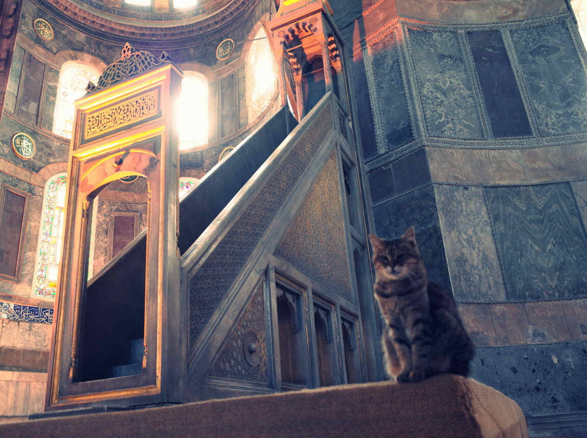 Cat inside Hagia Sophia