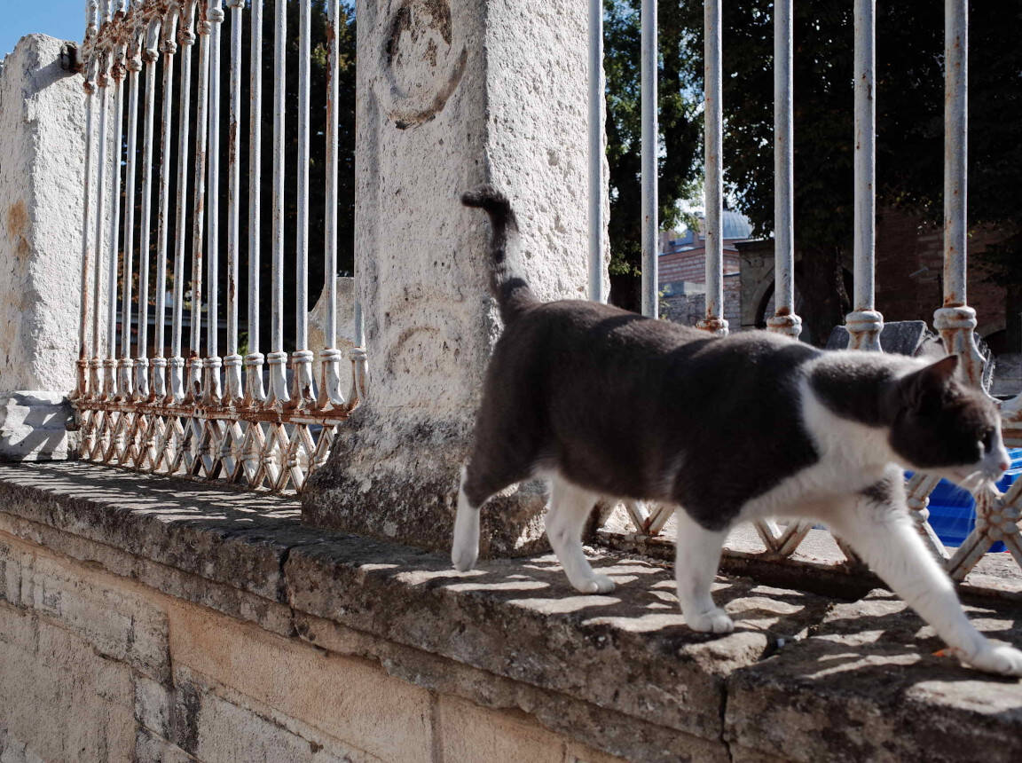 Risposta del gatto smart: “Seguimi, allora.”