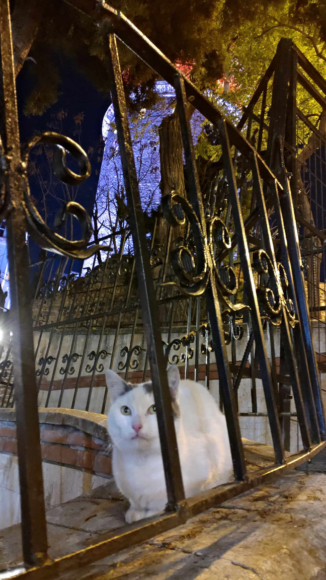 Cat close to Galata Tower (partially hidden)