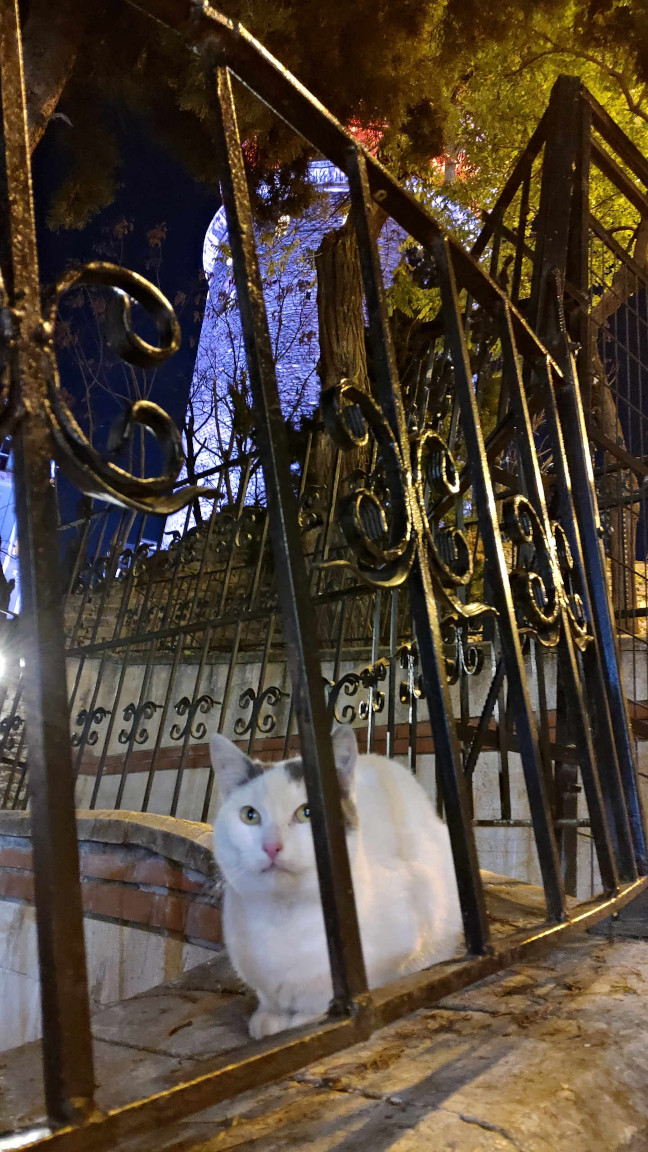 Gatto vicino alla Torre di Galata (parzialmente nascosta)