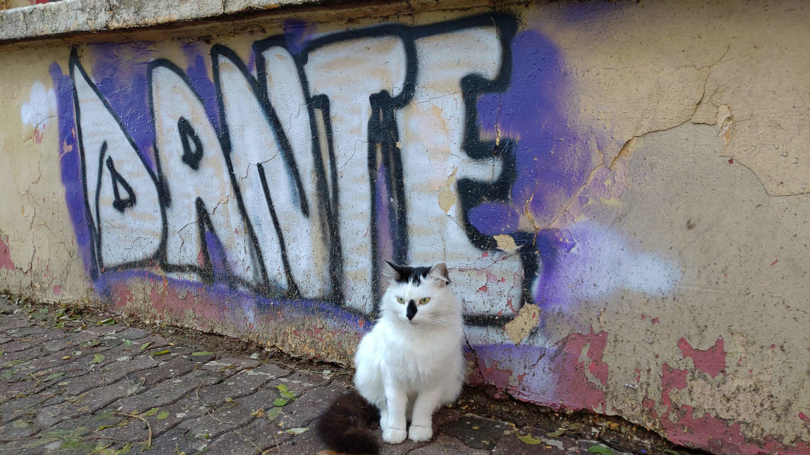 Il mio nuovo amico peloso: Dante?