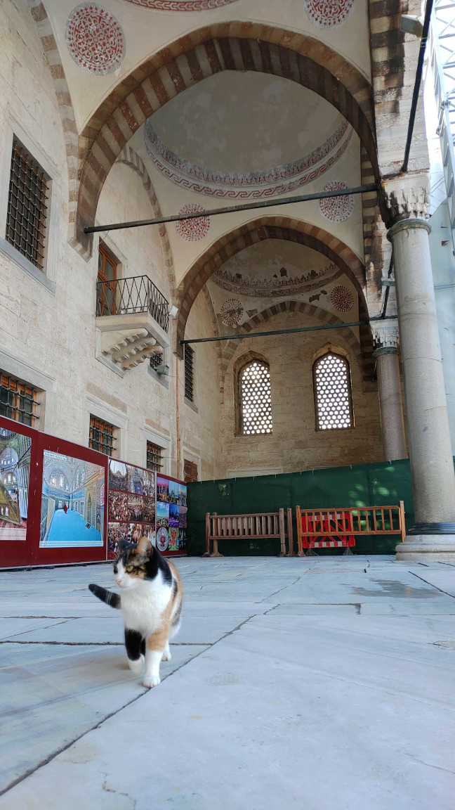 “Blue Mosque is my house, I’m a cool cat.”