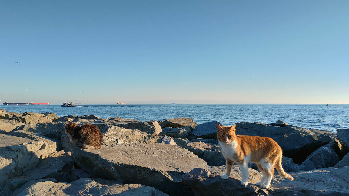 Gatti sugli scogli sul Mar di Marmara