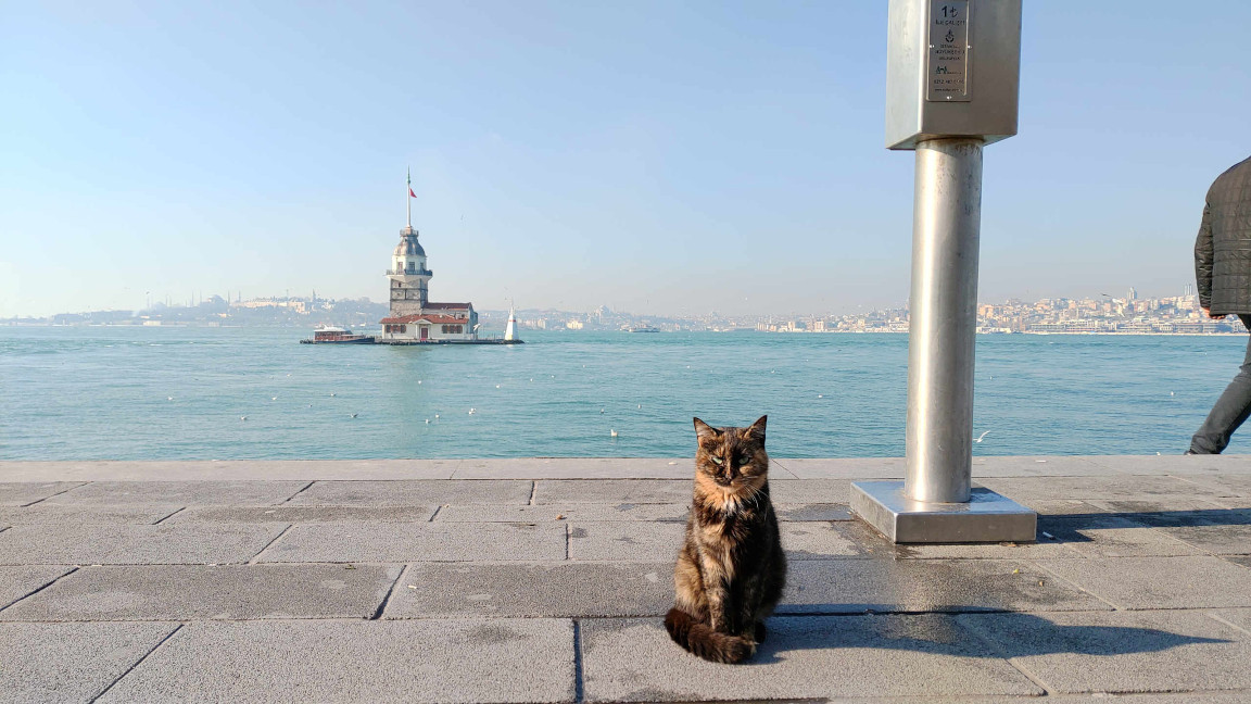 Istanbul: cat in front of Kiz Kulesi