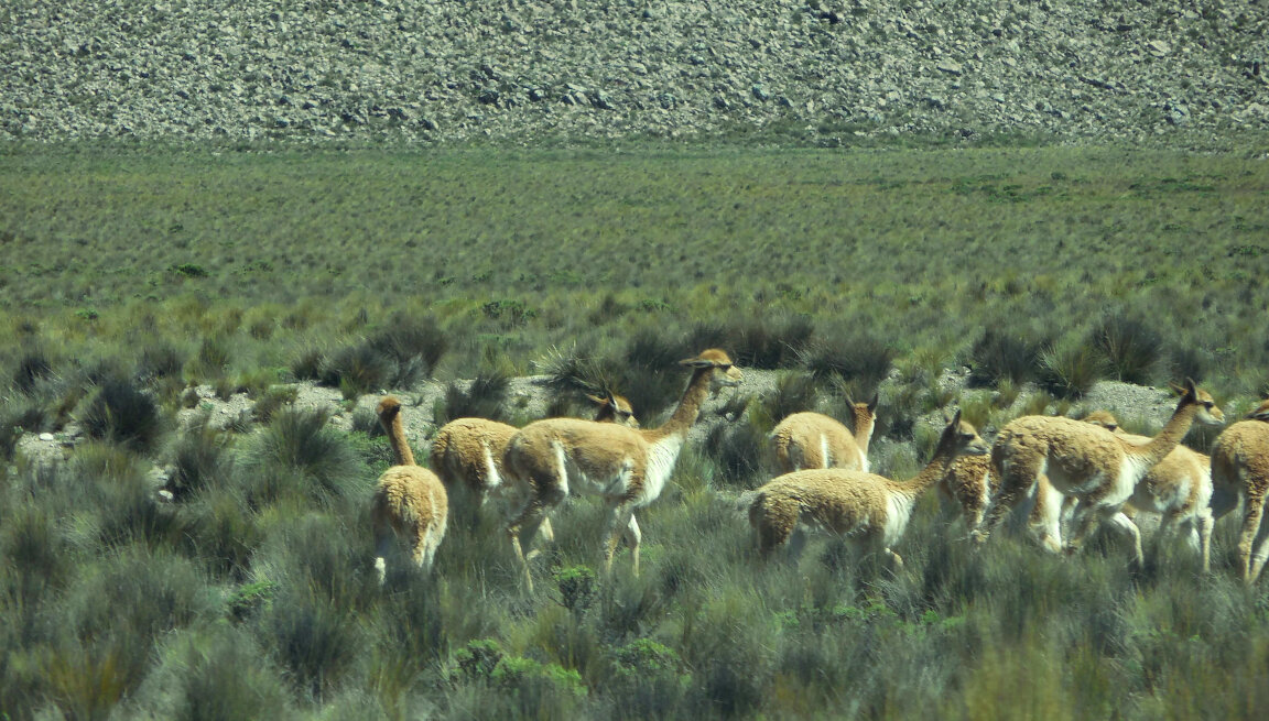 Alpaca in Perù