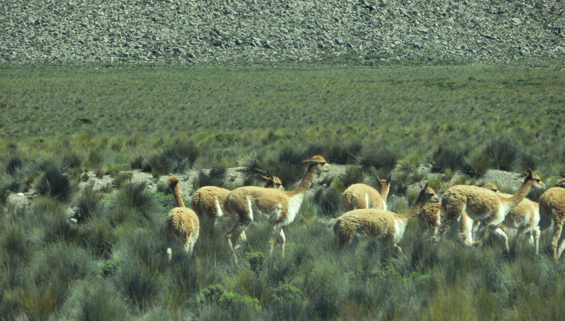 Alpacas in Peru