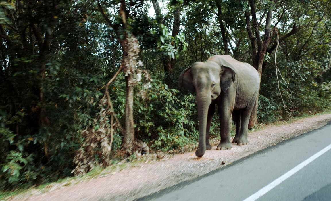 Sri Lanka - Elephant on the road
