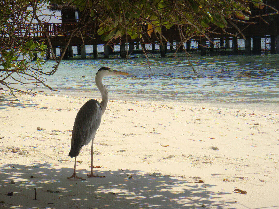 Maldives: bird