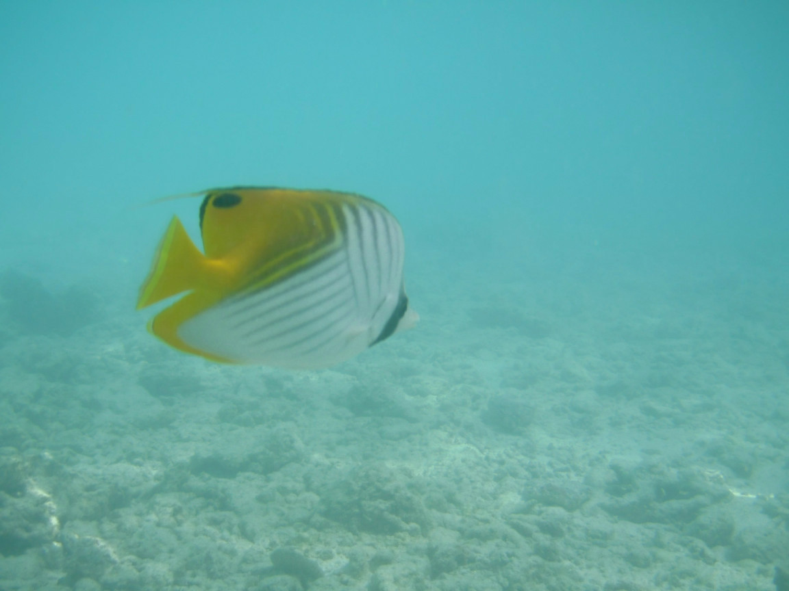 Maldive: underwater photo #2