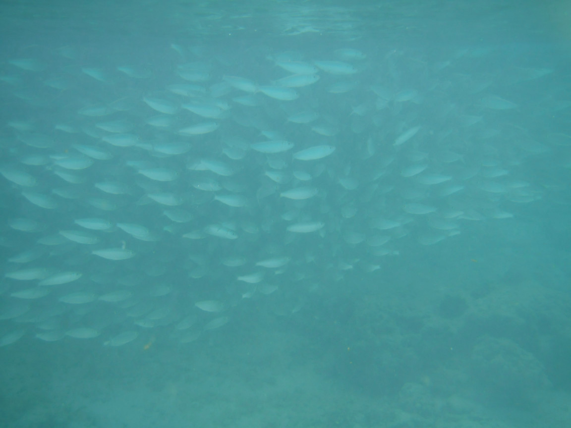 Maldive: underwater photo #3