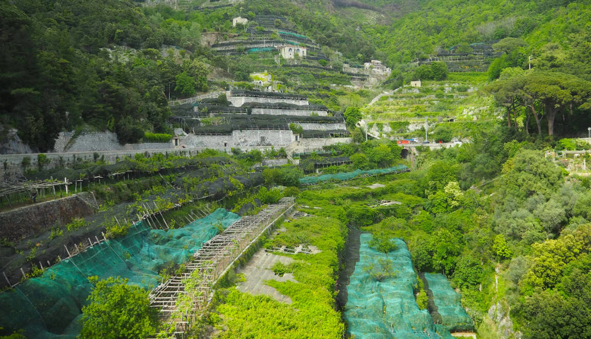 Amalfi Coast: terraces