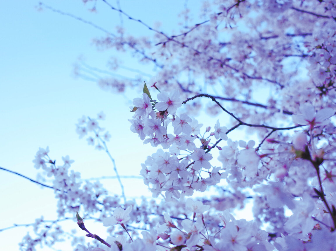 Fiori di Sakura