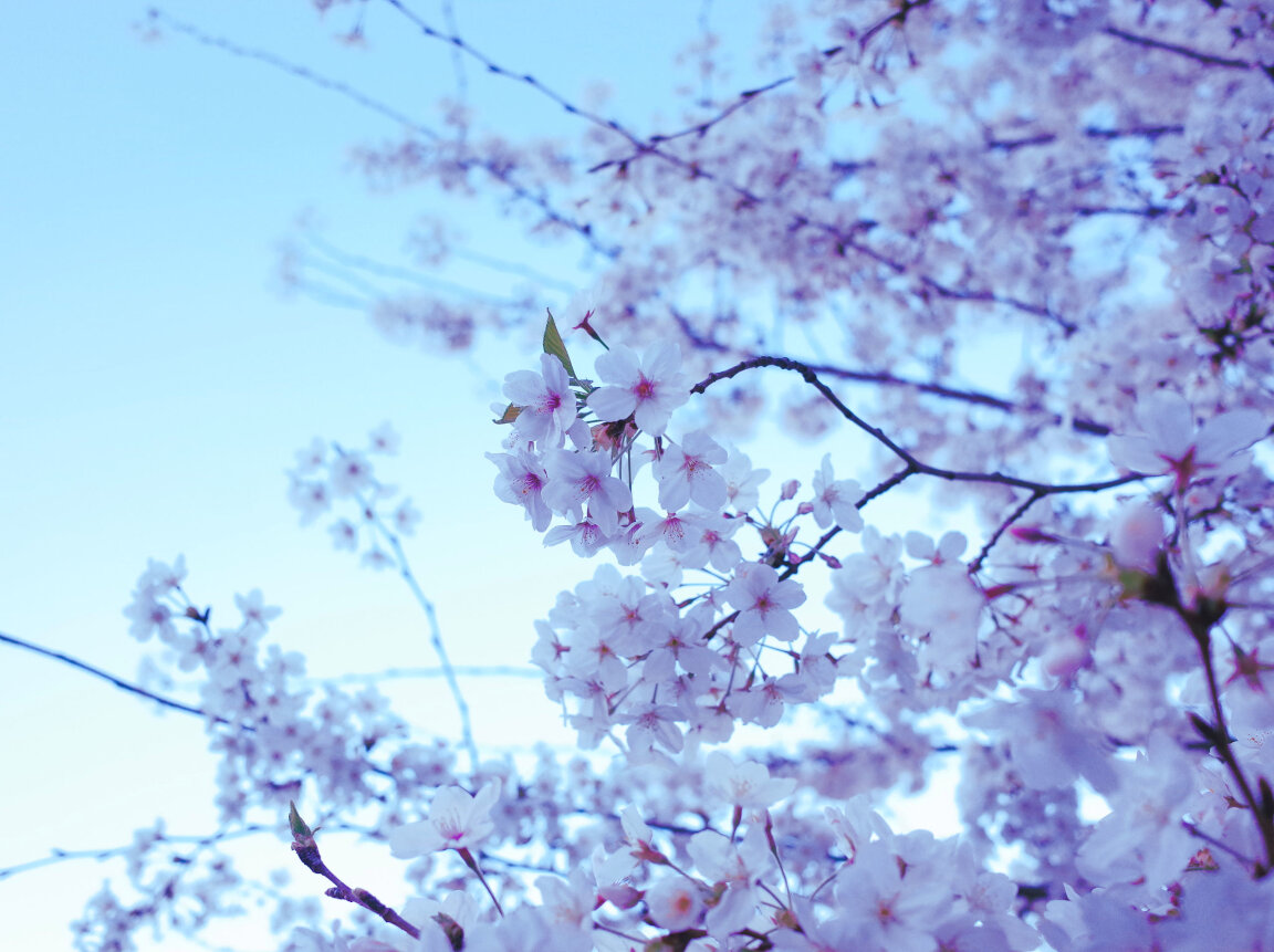 Sakura Flowers