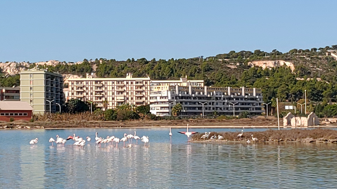 Flamingos in Cagliari