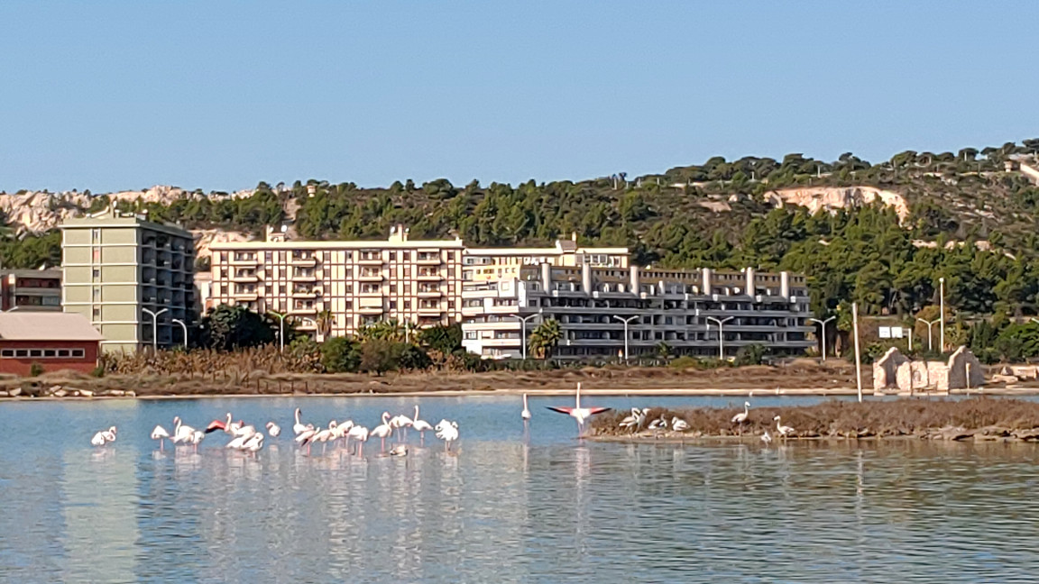 Fenicotteri a Cagliari