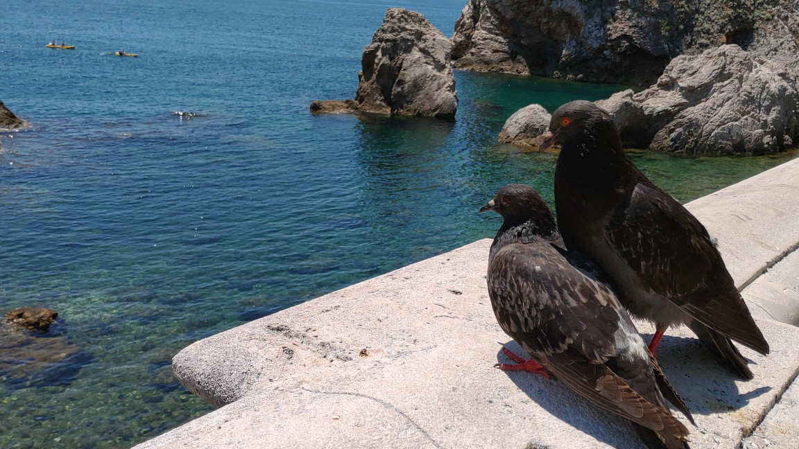 Pigeons in Dubrovnik
