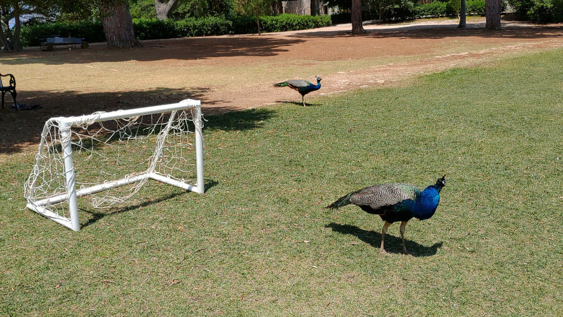 Lokrum: even peacocks go crazy for the European football championships